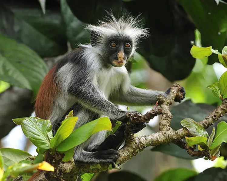 Jozani National Park Tour